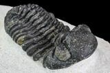 Bargain, Austerops Trilobite - Ofaten, Morocco #110649-3